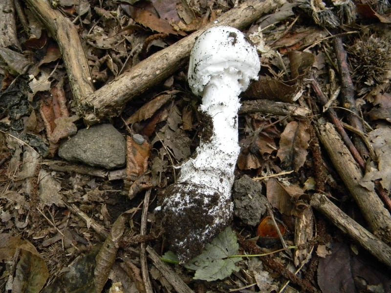 Amanita fotografata 8.10.2010.