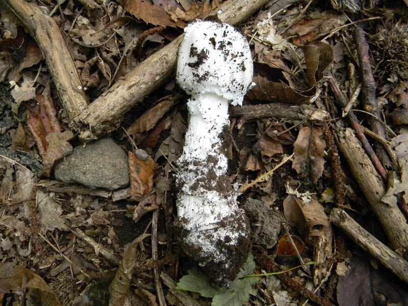 Amanita fotografata 8.10.2010.