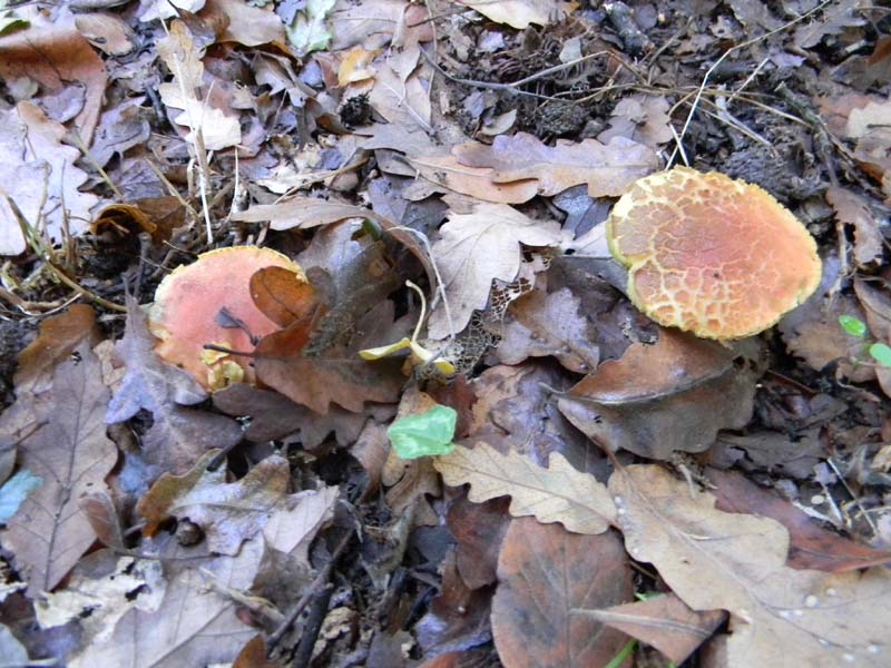 Ritrovamenti del 26.10.2010.bosco di Quercia