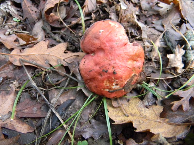 Ritrovamenti del 26.10.2010.bosco di Quercia