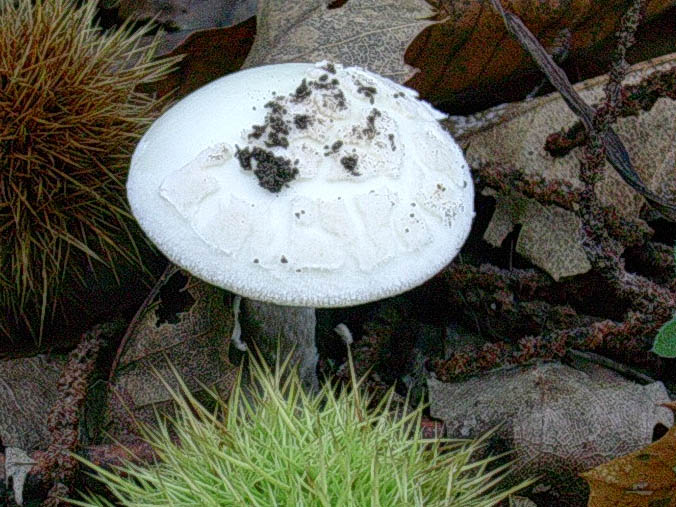 Amanita veccio ritrovamento