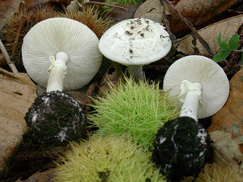 Amanita veccio ritrovamento