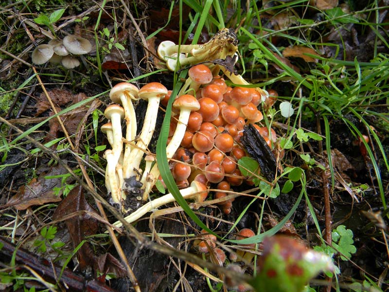 Ritrovamenti del 26.10.2010.bosco di Quercia