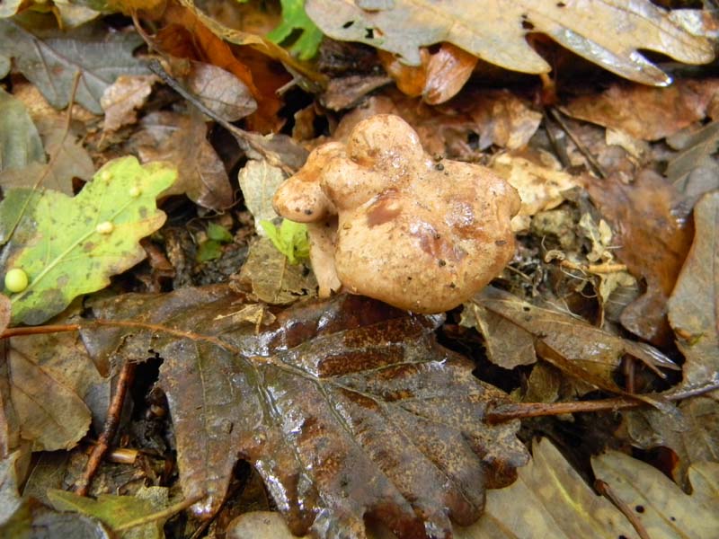 Ritrovamenti dopo la pioggiorellina (guasi diluvio)