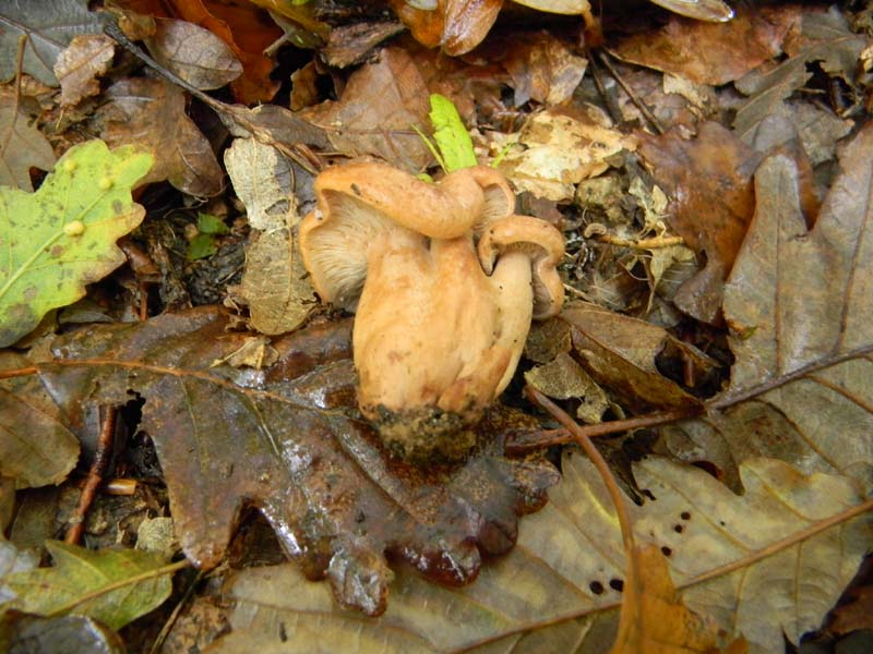 Ritrovamenti dopo la pioggiorellina (guasi diluvio)