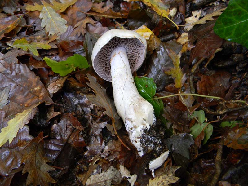 Ritrovamenti dopo la pioggiorellina (guasi diluvio)