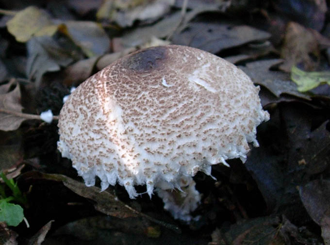 Lepiota ventriosospora??