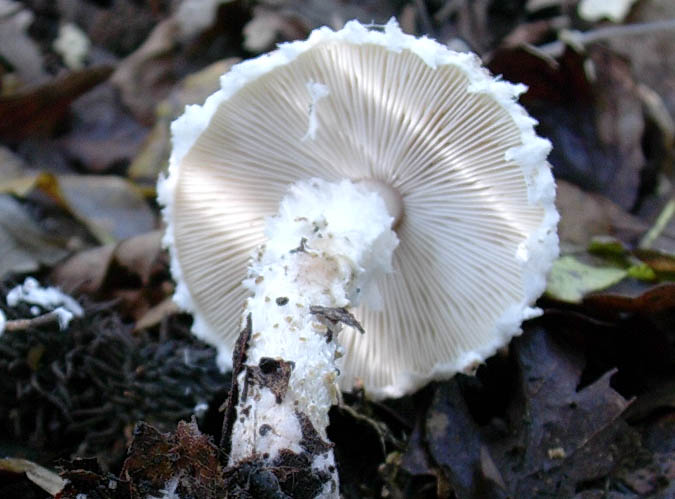 Lepiota ventriosospora??