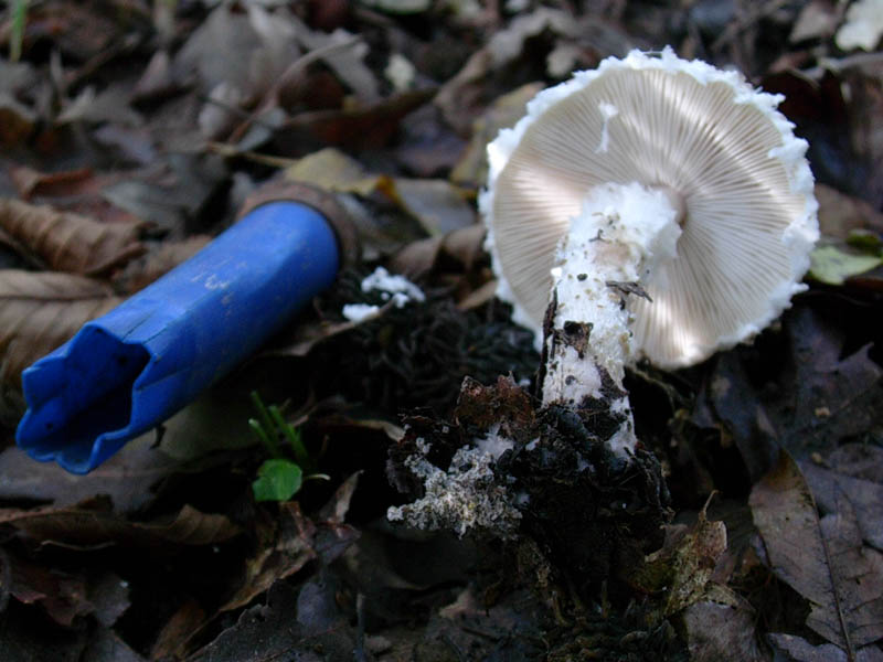 Lepiota ventriosospora??