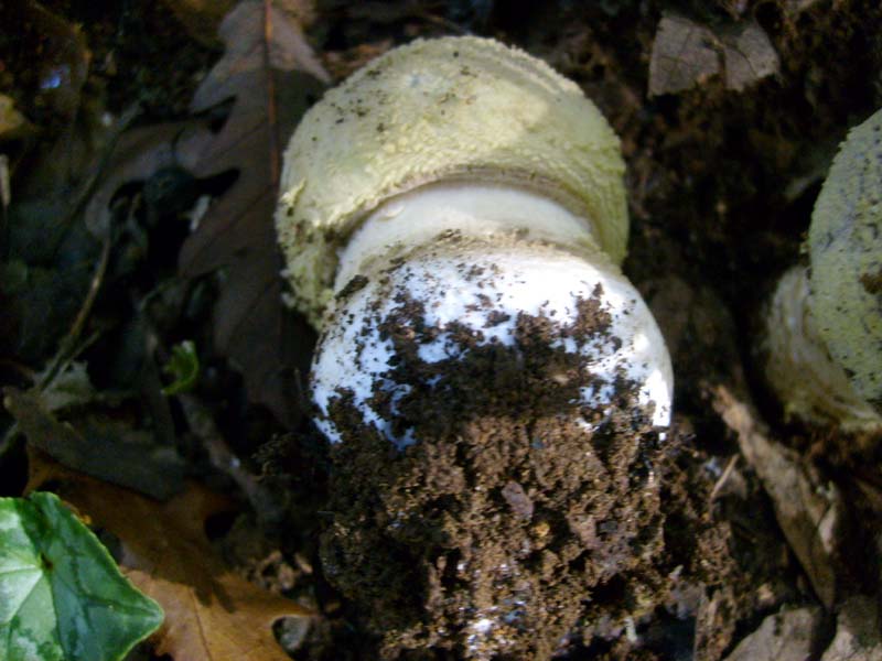 Amanita fotog.il 24.10.2010.