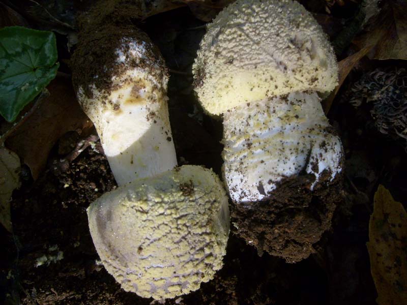 Amanita fotog.il 24.10.2010.