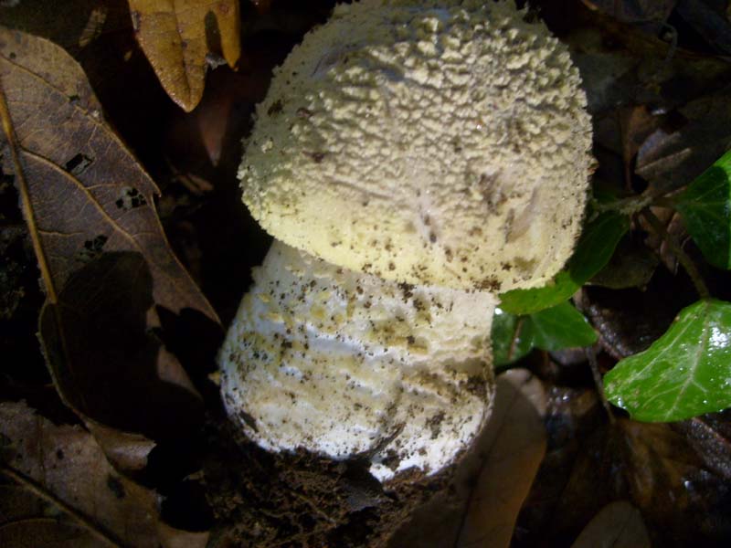 Amanita fotog.il 24.10.2010.