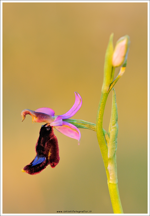 Ophrys da identificare - Riserava dello Zingaro (TP)