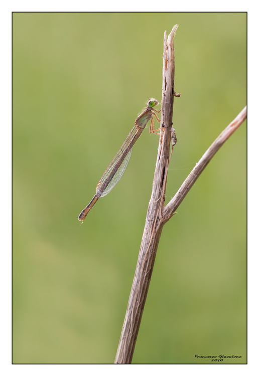 Damigella da identificare - Ischnura genei (femmina)