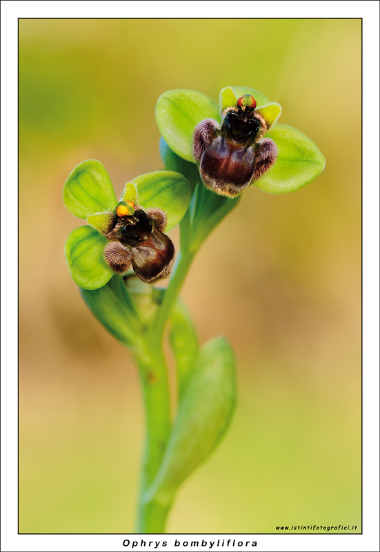 O. bombyliflora