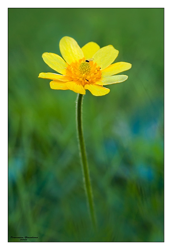 fotografato ad Erice - Ranunculus bullatus