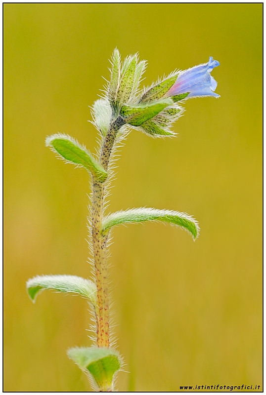 Echium parviflorum