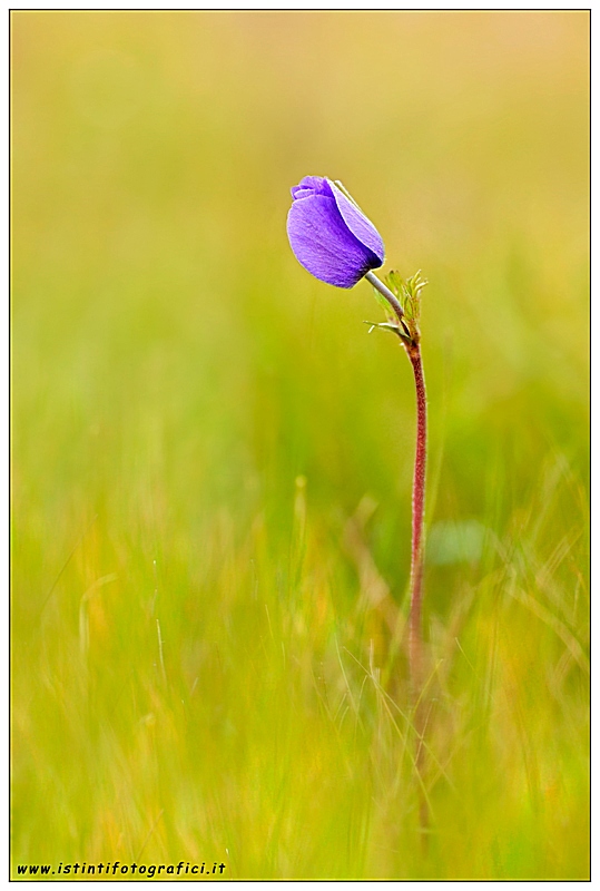 Anemone coronaria