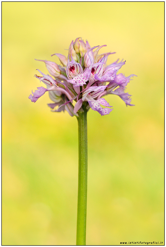 Neotinea tridentata