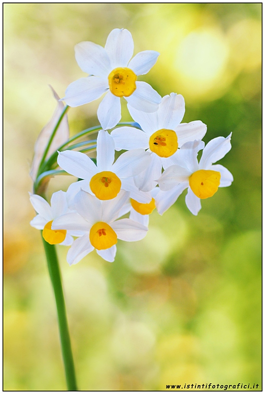 Narcissus tazetta / Narciso nostrale