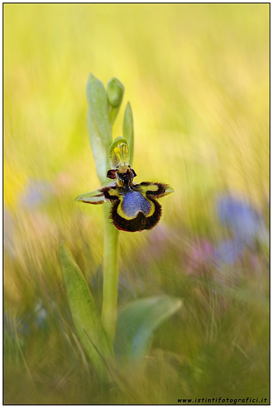 Orchidea selvatica da identificare