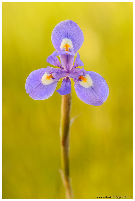 Moraea sisyrinchium / Giaggiolo dei poveretti