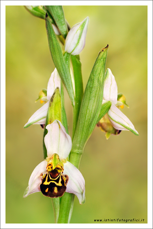 Ophrys apifera