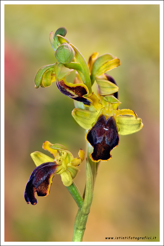 Orchidea selvatica da identificare