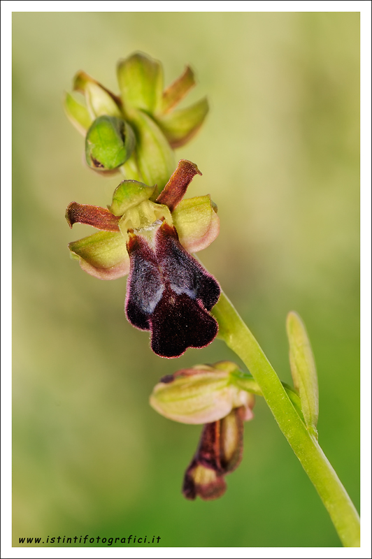 Altra orchidea da identificare