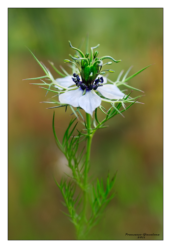 Levanzo TP - Nigella damascena