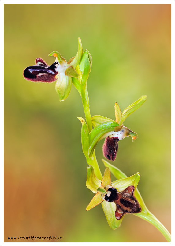 Ophrys incubacea subsp. incubacea