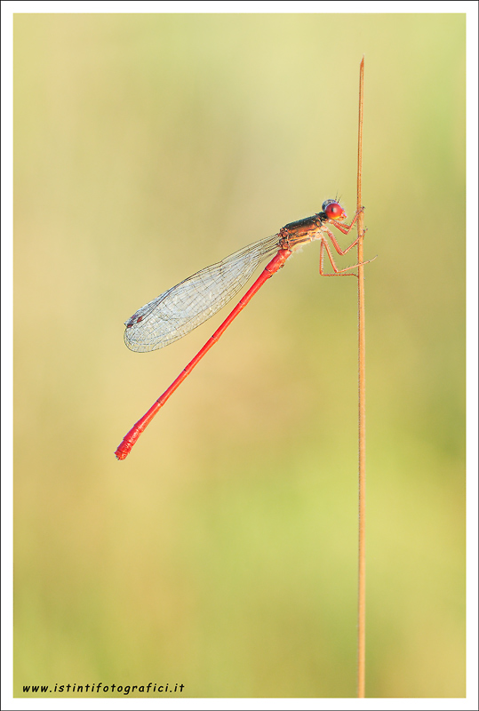 Damigella rossa da identificare