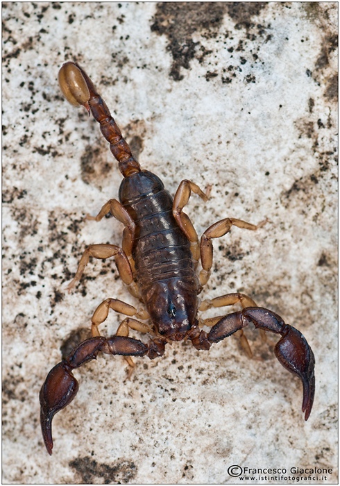 Euscorpius sicanus