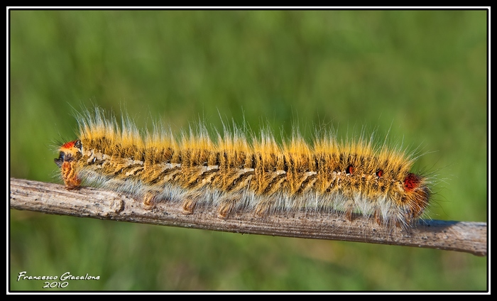 Identificazione Bruco fotografato a Levanzo TP - L. trifolii