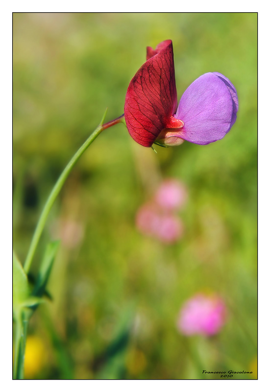 scatti primaverili -  Lathyrus clymenum e Romulea sp.