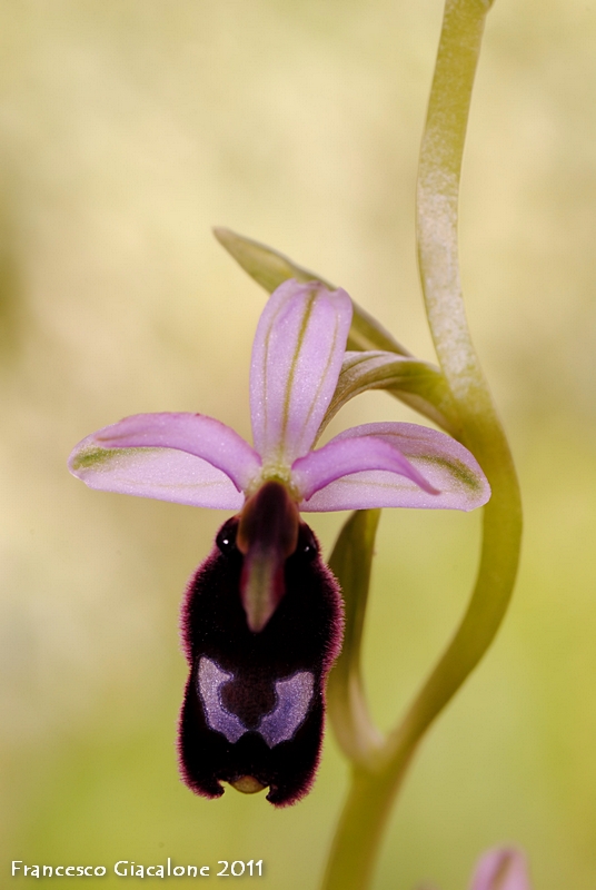 Una O. bertolonii particolare, forse un ibrido????