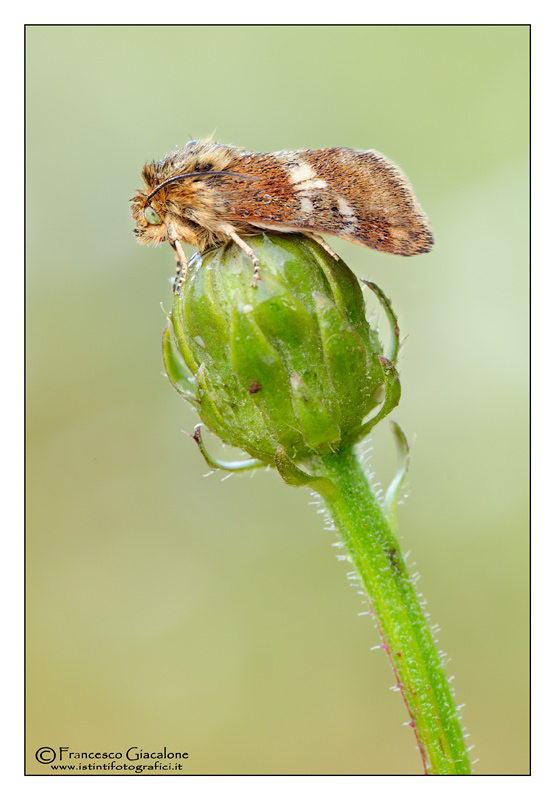 Schinia cardui