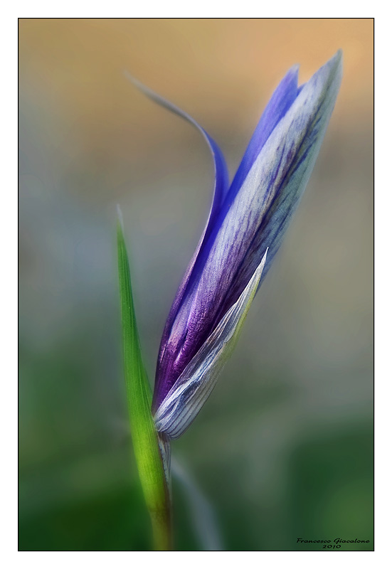 scatti primaverili -  Lathyrus clymenum e Romulea sp.