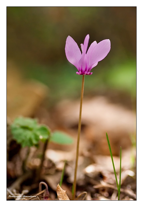 Cyclamen hederifolium