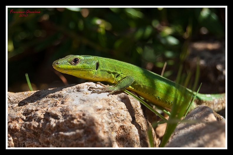 rettile Levanzo da identificare