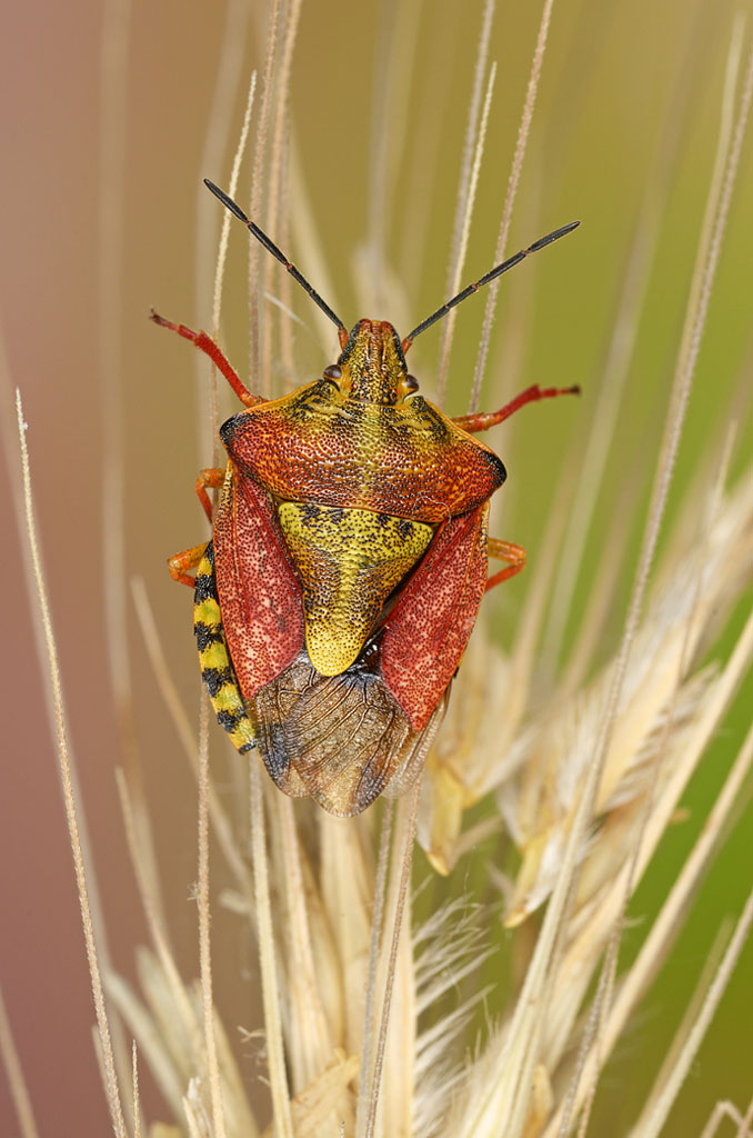 Pentatomidae