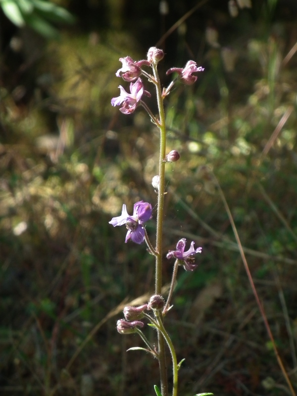 Staphisagria requienii subsp. picta (=Delphinium pictum) / Speronella variopinta