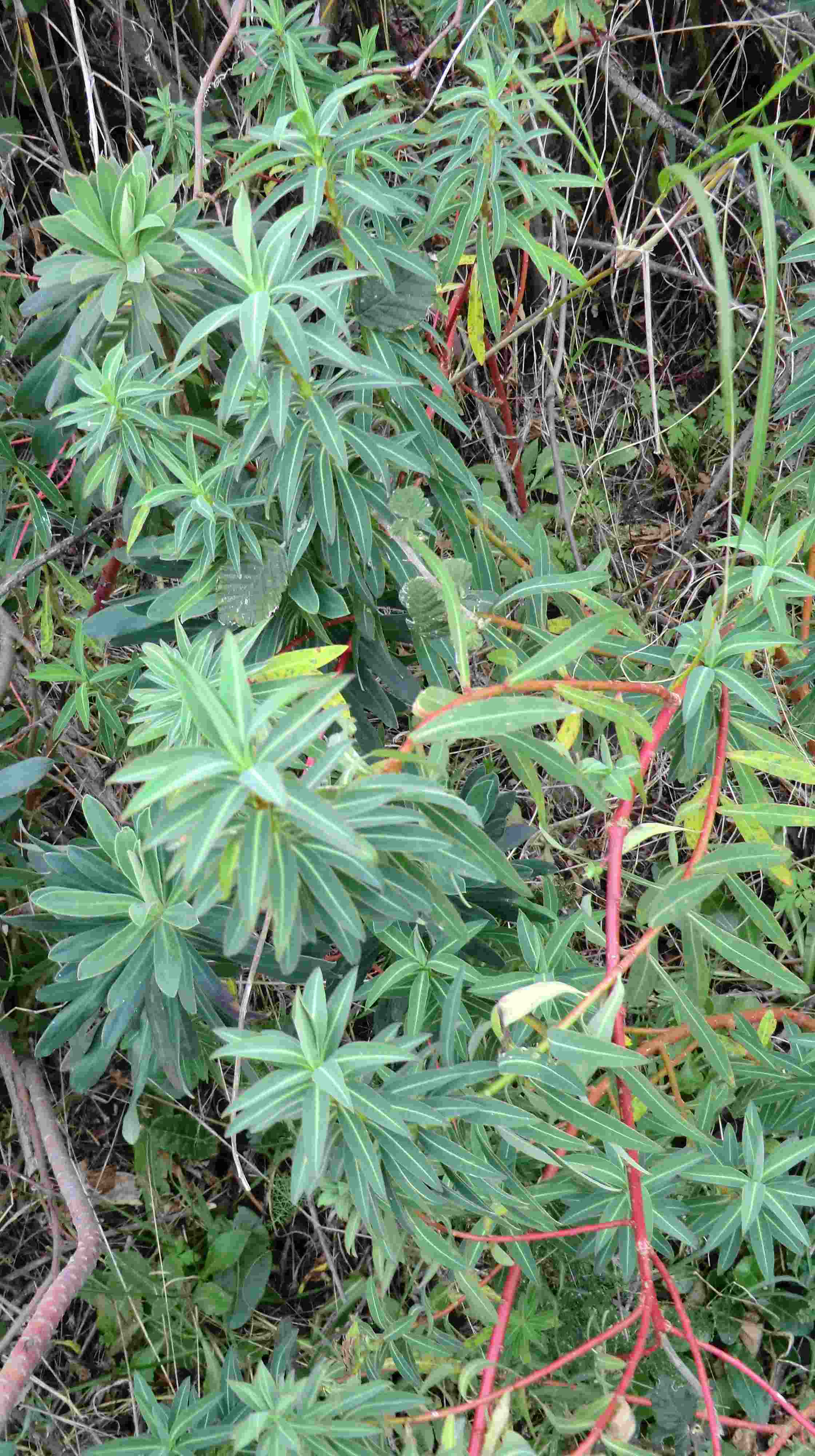 Euphorbia ceratocarpa / Euforbia cornuta