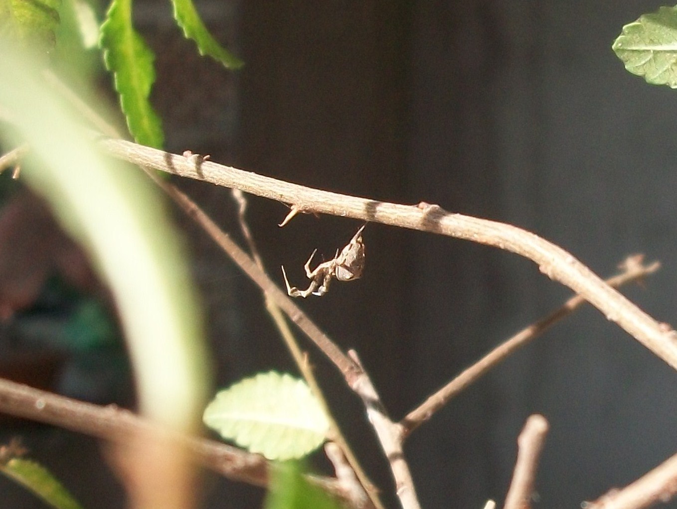 Uloborus plumipes