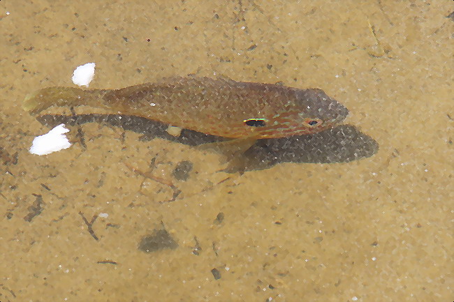 Lepomis gibbosus (ex hemichromis bimaculatus?)