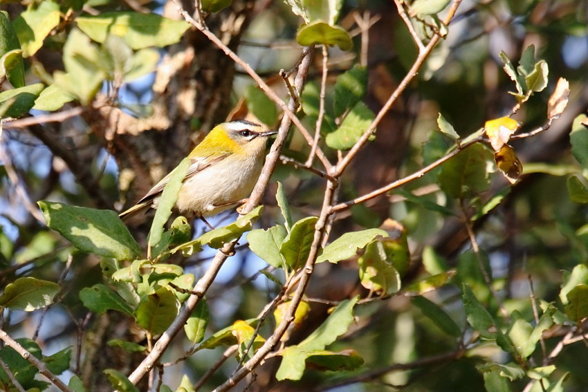 Fiorrancino (Regulus ignicapilla)