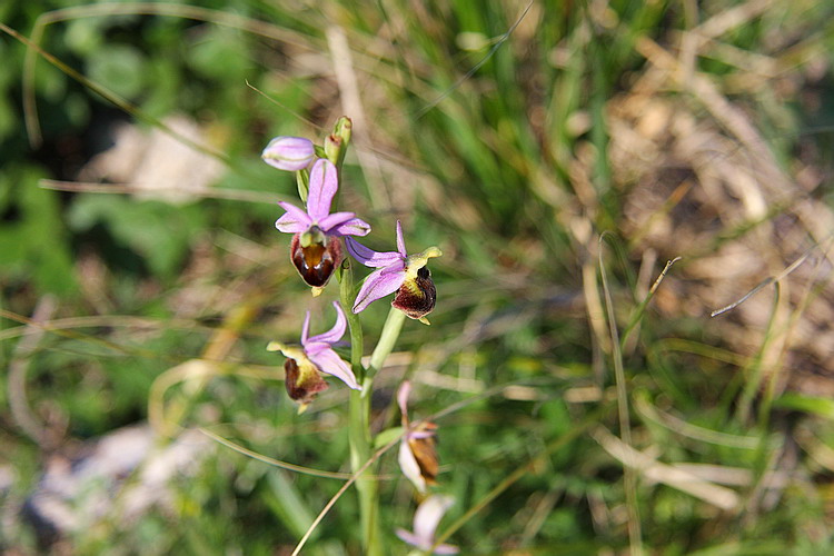 Orchidee spontanee....