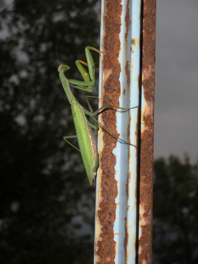 Mantide Religiosa