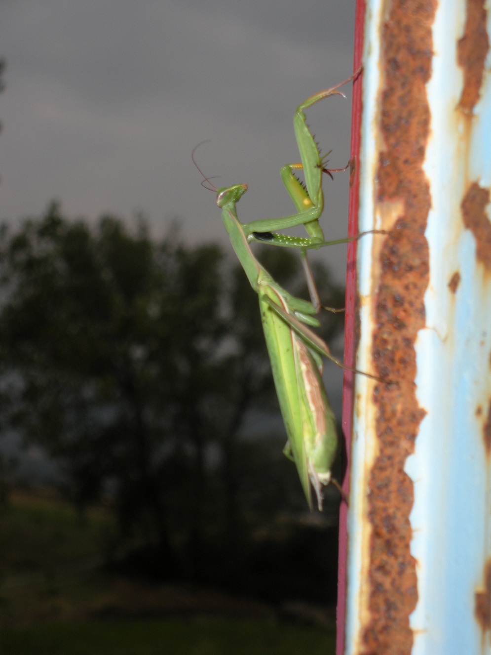 Mantide Religiosa