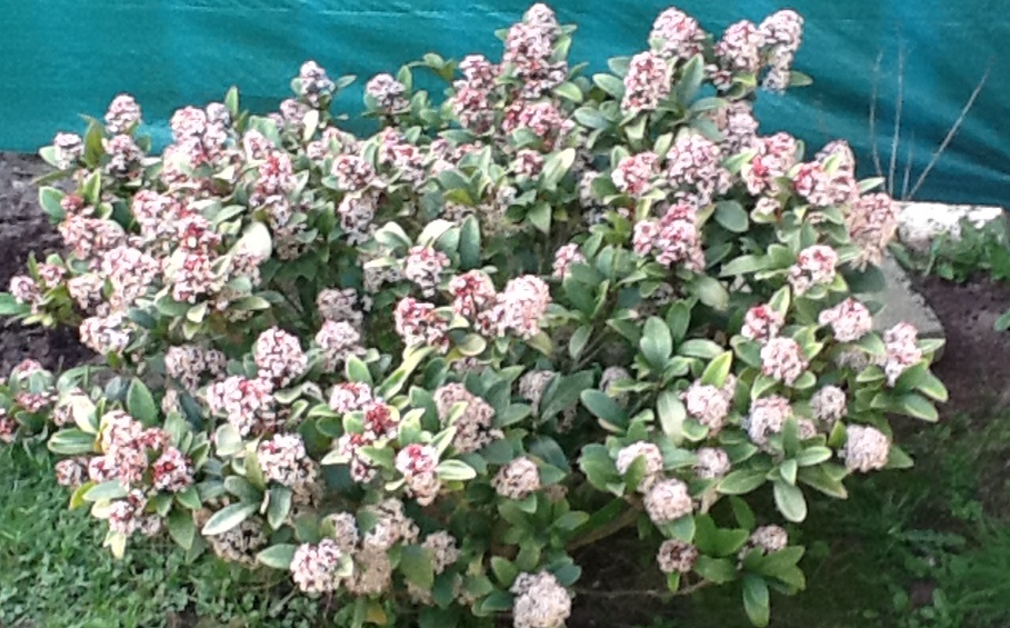 Skimmia japonica